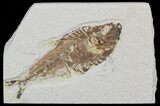 Bargain Diplomystus Fossil Fish - Wyoming #51820-1